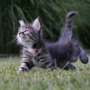 Meet your Posher, Jade